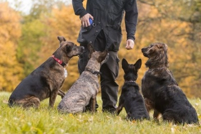 Dog trainer