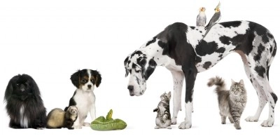 Different breeds of dogs in one picture with one cat