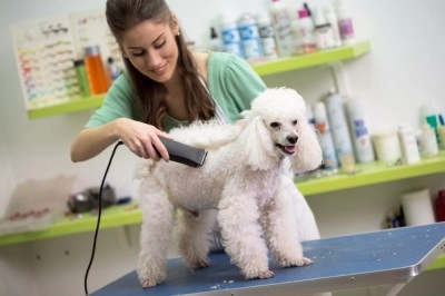 a groomer and a white dog