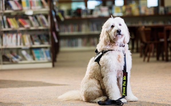 a therapy dog inside a library